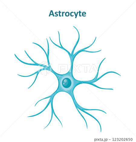 Astrocyte image, Neuroglia cell, Glial cell Astrocyte image, Neuroglia cell, Glial cell 123202650