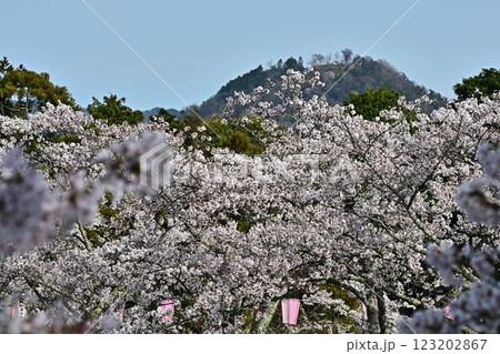 春の丹波篠山 春の丹波篠山 123202867