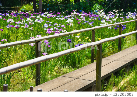 本土寺　美しい花菖蒲（千葉県松戸市） 123203005