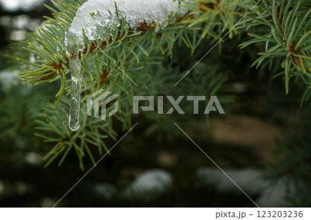 snow and frozen drops of water on the needles of spruce branches. The concept of New Year mood 123203236