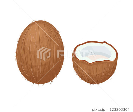 Coconut. Coconut. Coconuts are open and whole. A tropical fruit. Vector illustration Coconut. Coconut. Coconuts are open and whole. A tropical fruit. Vector illustration 123203304