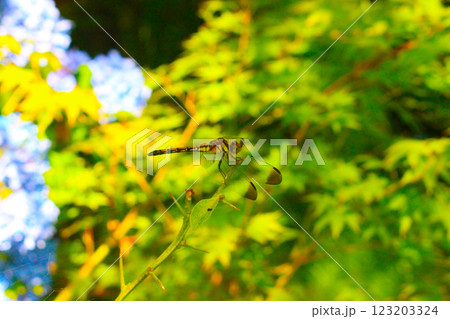 紅葉に止まる蜻蛉 紅葉に止まる蜻蛉 123203324