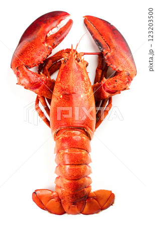Red lobster on white background 123203500