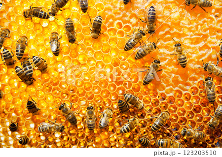 Bee honeycombs with honey Bee honeycombs with honey 123203510
