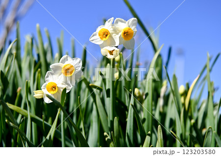 青空に映える水仙 123203580