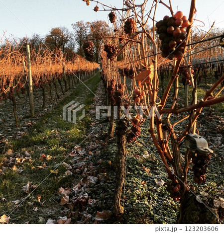 ドイツの冬のワイン畑 123203606
