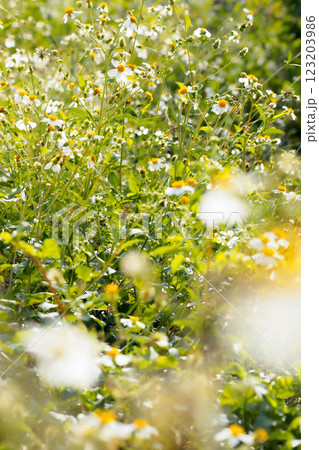 summer meadow with daisies summer meadow with daisies 123203986