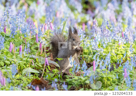 お花畑でポーズするエゾリス 123204133