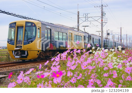 秋桜に彩られた西鉄観光特急水都（すいと） 123204139