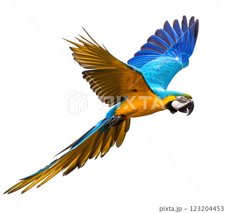 飛んでいるルリコンゴウインコ 飛んでいるルリコンゴウインコ 123204453