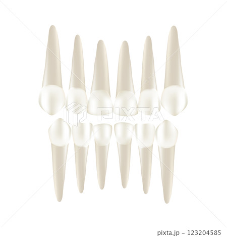 Set of realistic tooth with apexes 123204585