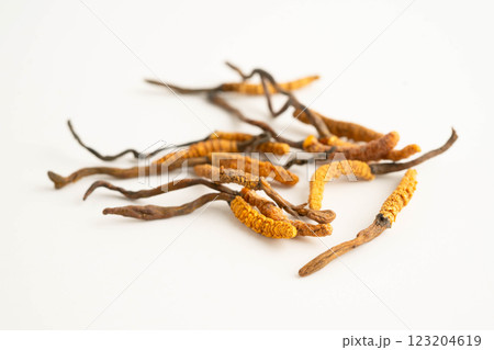 Cordyceps sinensis or Ophiocordyceps sinensis isolated on white background, mushroom herb treatment medicine. 123204619