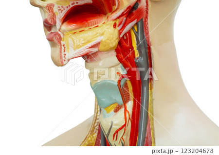 Neck and throat human model anatomy for medical training course, teaching medicine education isolated on white background. 123204678