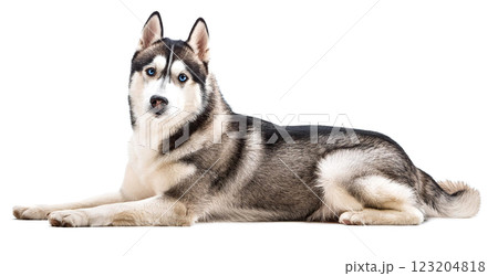寝転がっているシベリアンハスキー。白背景。のイラスト素材