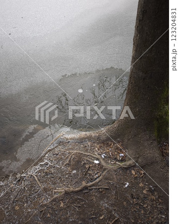 Frozen pond reflecting tree branches in prague, czechia Nature park Smetanka 123204831