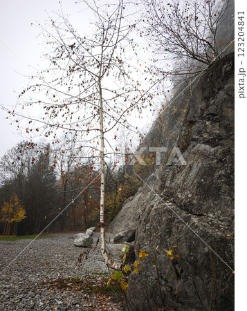 Birch tree growing near rocky mountain in chamonix, france during autumn 123204841