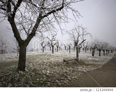 Frost covering trees and grass in a cherry park in prague, czechia, during december Frost covering trees and grass in a cherry park in prague, czechia, during december 123204848