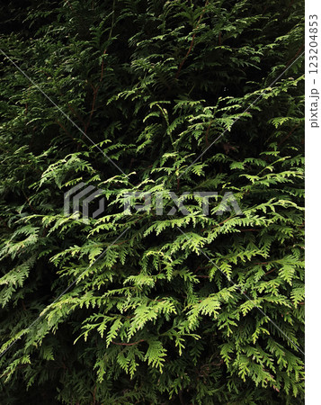 Green thuja leaves creating natural texture in chamonix, france 123204853
