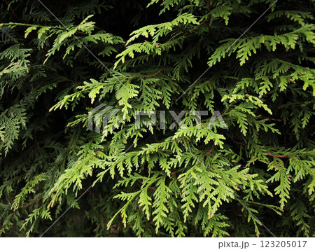 Vibrant green thuja leaves creating lush natural texture in chamonix, france 123205017