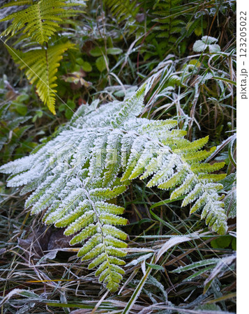 Frozen fern exhibiting stunning hoarfrost in chamonix, french alps 123205022