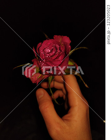 Hand holding wet red rose against a dark background, for valentine's day, romantic copy space wallpapper 123205023