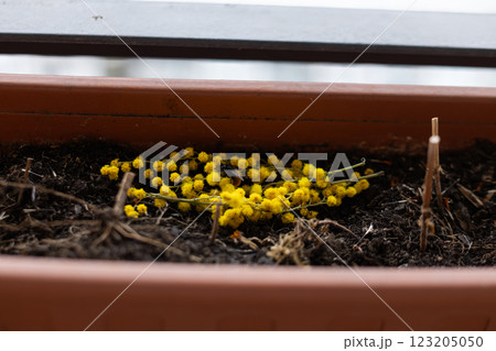 Bright yellow mimosa flowers in full bloom. A branch of vibrant yellow mimosa flowers lies in a planter Bright yellow mimosa flowers in full bloom. A branch of vibrant yellow mimosa flowers lies in a planter 123205050