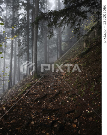 Foggy mountain trail winding through misty alpine forest near chamonix during autumn season 123205066