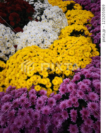 Chrysanthemum flowers blooming in chamonix, france during autumn 123205069