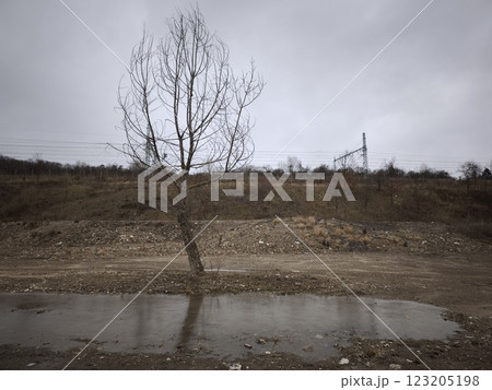 Lone leafless tree stands in a desolate area near prague, czechia, with overcast skies and barren surroundings highlighting the stark scenery 123205198