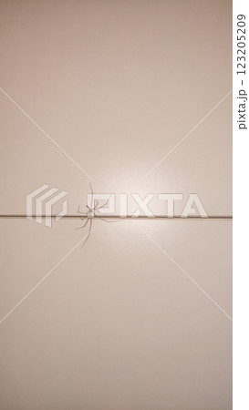 Spider crawling across neutral wall surface in bibione, italy, summer lighting revealing intricate arachnid movement Spider crawling across neutral wall surface in bibione, italy, summer lighting revealing intricate arachnid movement 123205209