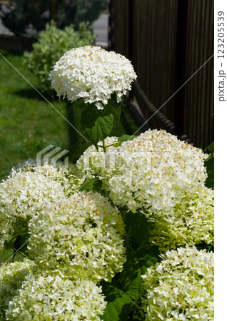 A popular decorative plant called Hydrangea. Close-up view of the flower. 123205539