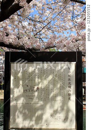 宇治川派流域の歴史の案内看板と満開の桜 123205552