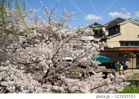 宇治川派流の十石舟乗り場と満開の桜 宇治川派流の十石舟乗り場と満開の桜 123205553