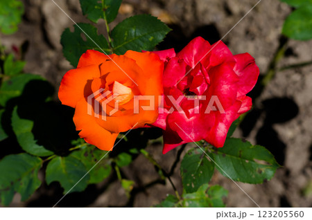A popular decorative plant called Roses. Latin name Rosa. 123205560