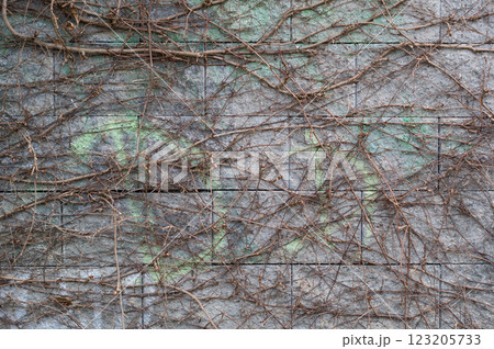 A close-up view of an old wall overgrown with a climbing bush. Background for various uses. A close-up view of an old wall overgrown with a climbing bush. Background for various uses. 123205733