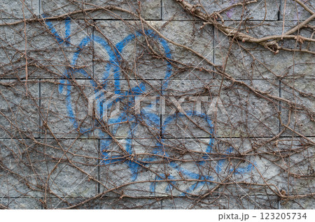 A close-up view of an old wall overgrown with a climbing bush. Background for various uses. A close-up view of an old wall overgrown with a climbing bush. Background for various uses. 123205734