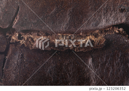 Coffee bean in macro shot 123206352