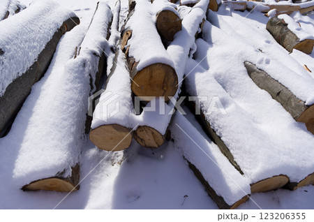 Snow-covered tree trunks called beech. A warehouse of material prepared for further processing. Snow-covered tree trunks called beech. A warehouse of material prepared for further processing. 123206355