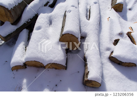 Snow-covered tree trunks called beech. A warehouse of material prepared for further processing. 123206356