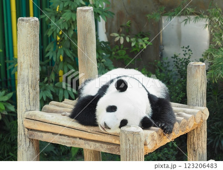 可愛いパンダ 123206483