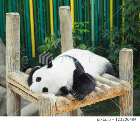 可愛いパンダ 123206484