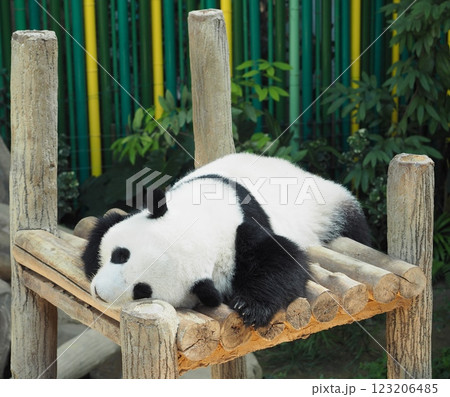 可愛いパンダ 123206485