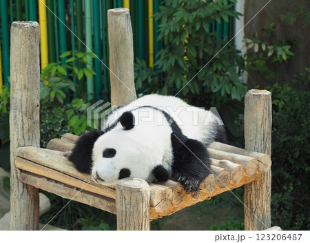 可愛いパンダ 可愛いパンダ 123206487