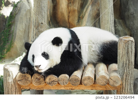 可愛いパンダ 123206494