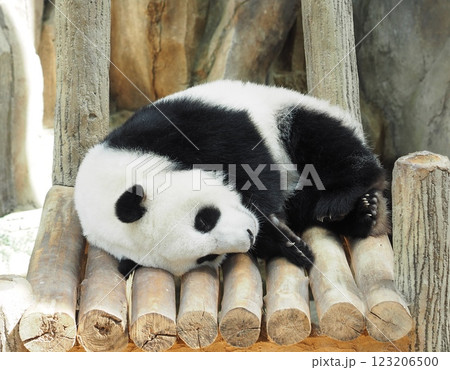 可愛いパンダ 123206500
