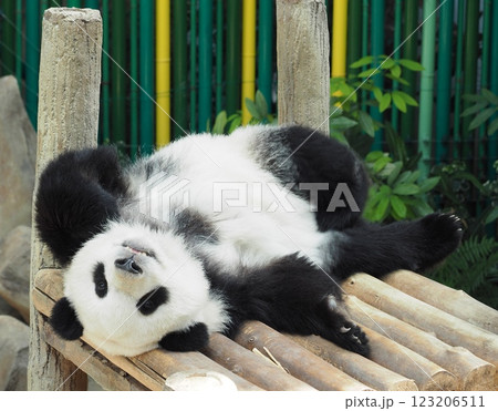 可愛いパンダ 123206511