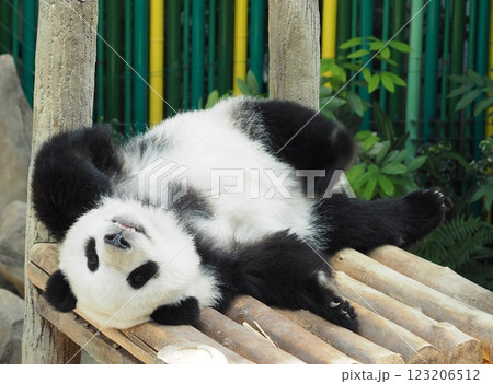 可愛いパンダ 123206512