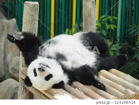 可愛いパンダ 可愛いパンダ 123206514