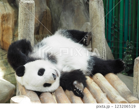 可愛いパンダ 123206519