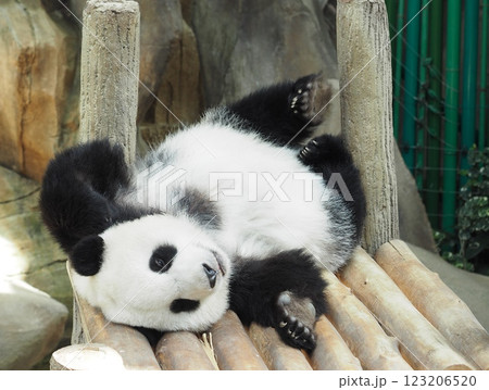 可愛いパンダ 123206520